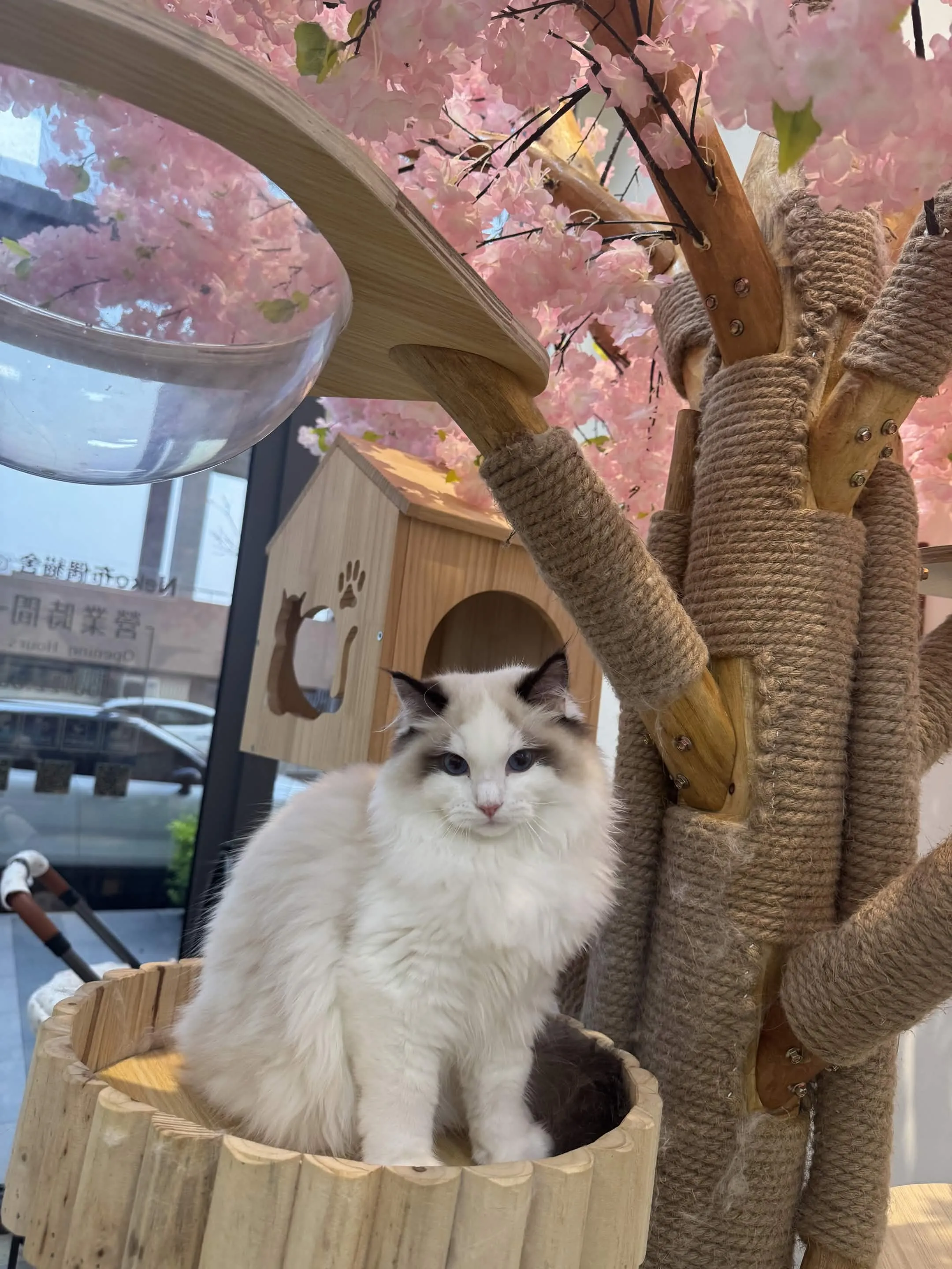 海豹雙色 ♡ 弟弟