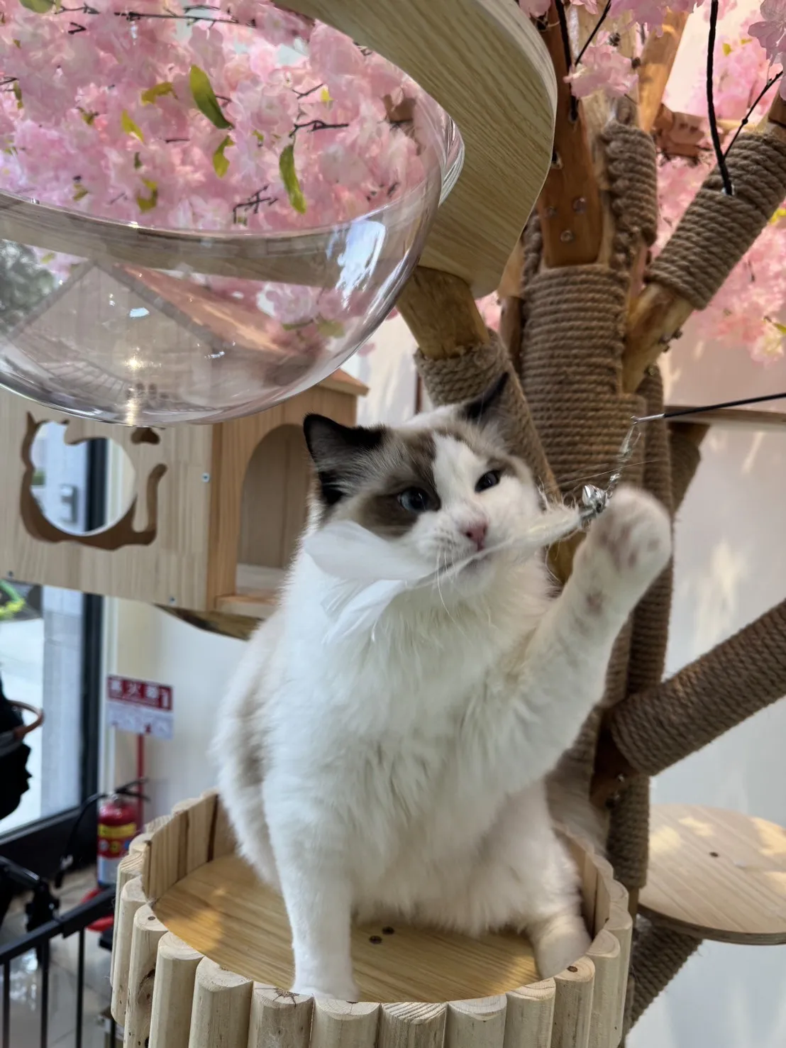 海豹雙色 ♡ 弟弟