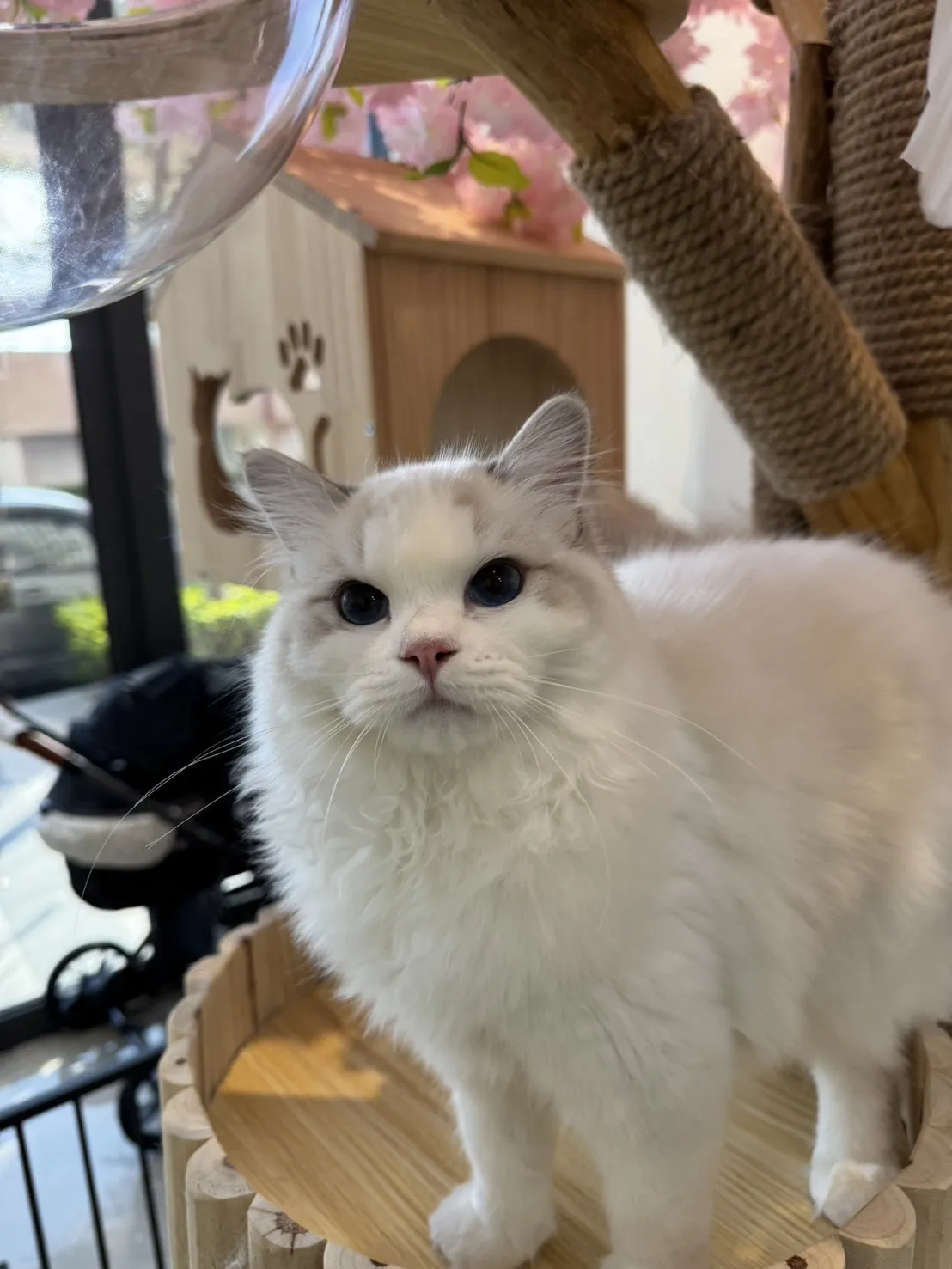 海豹山貓雙色 ♡ 妹妹