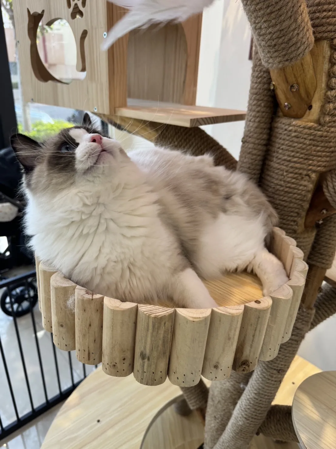 海豹雙色 ♡ 弟弟