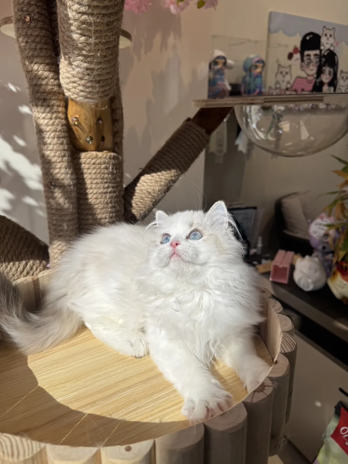 海豹山貓雙色 ♡ 妹妹