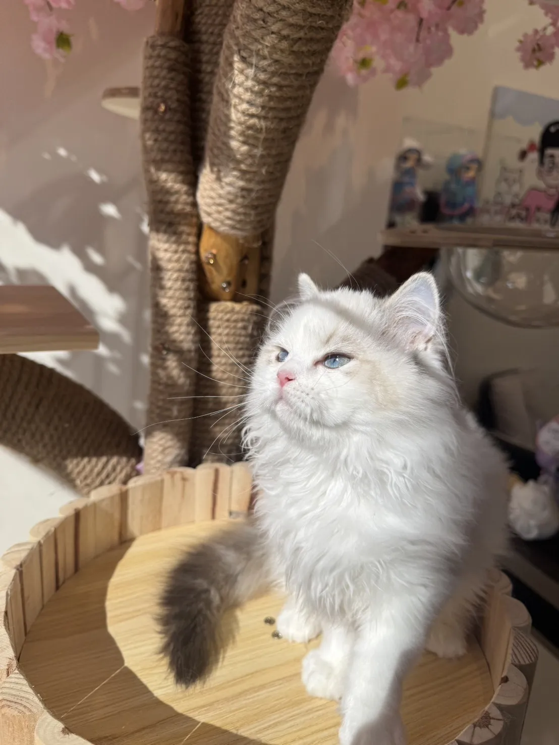 海豹山貓雙色 ♡ 妹妹