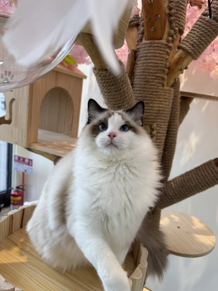 海豹雙色 ♡ 弟弟