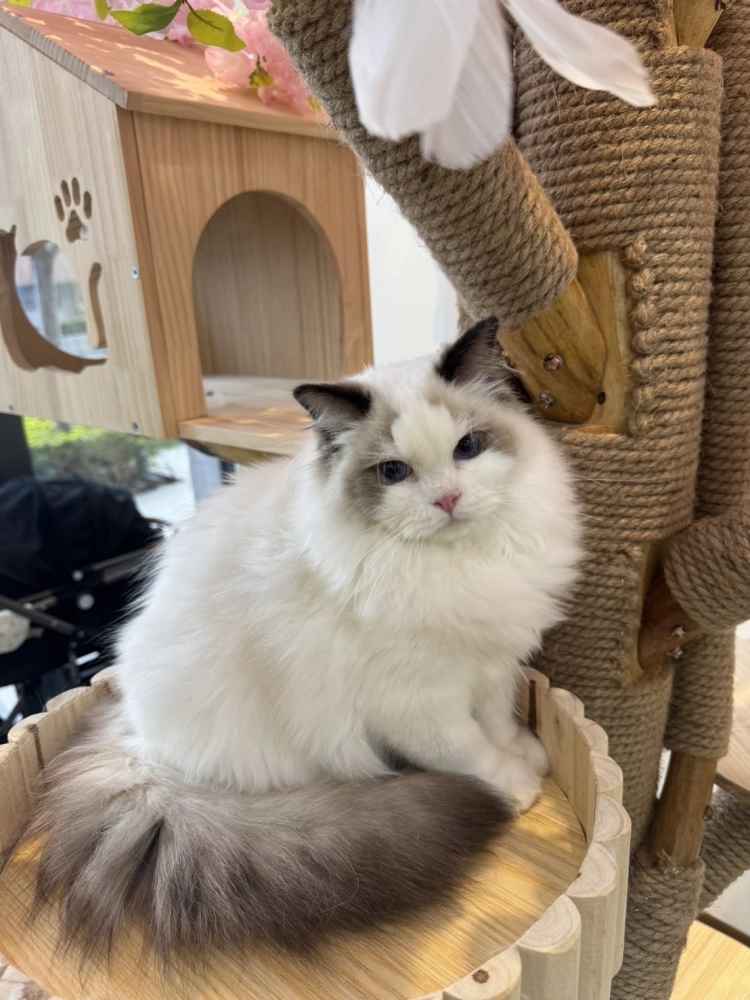 海豹雙色 ♡ 弟弟