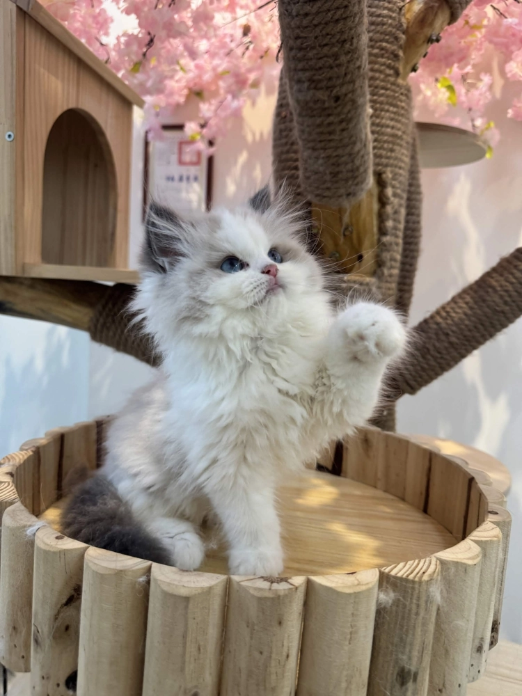 海豹雙色 ♡ 弟弟