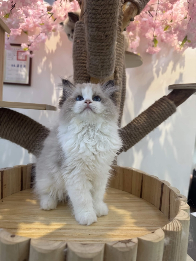 海豹雙色 ♡ 妹妹