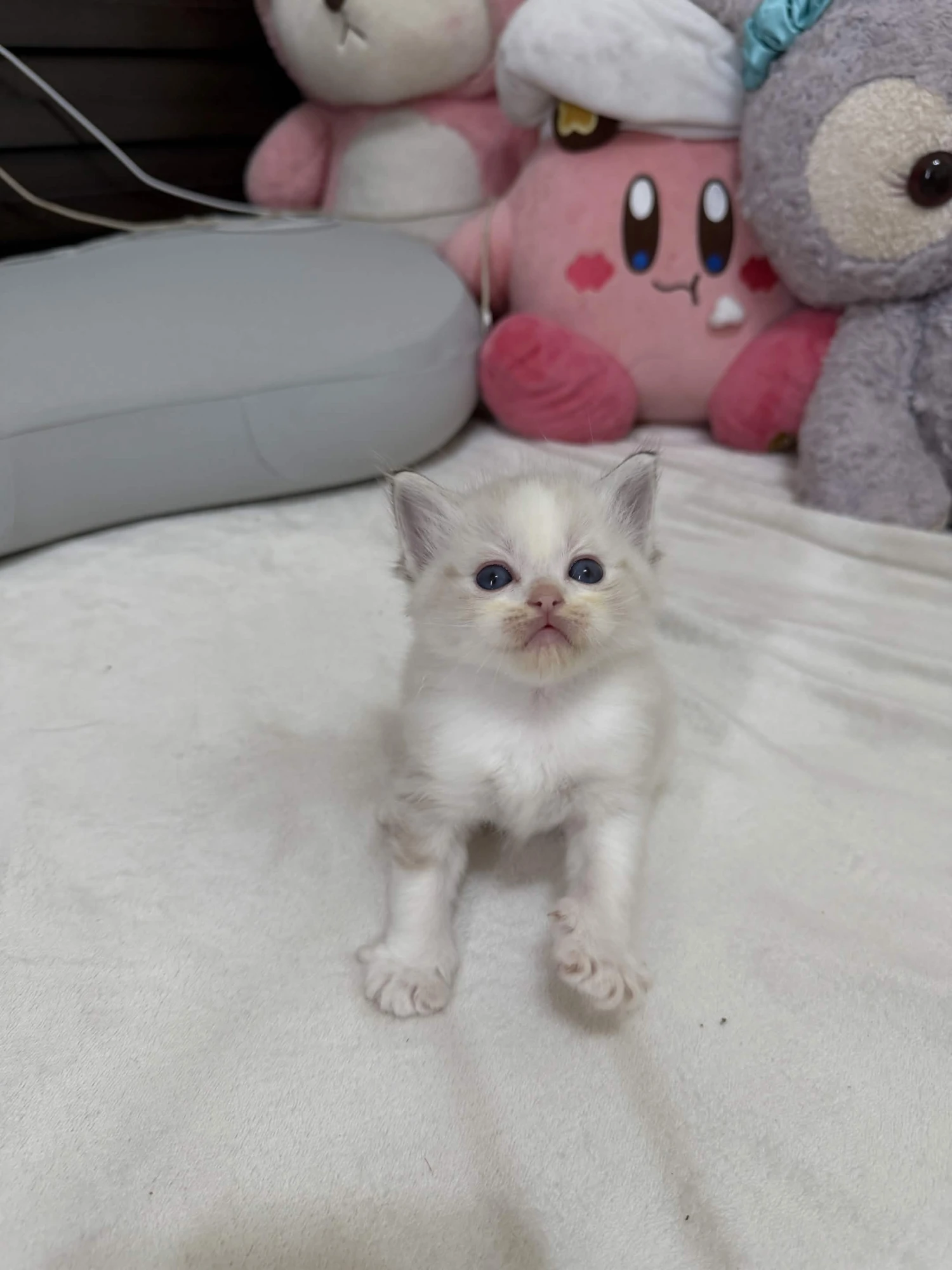 海豹山貓雙色 ♡ 弟弟