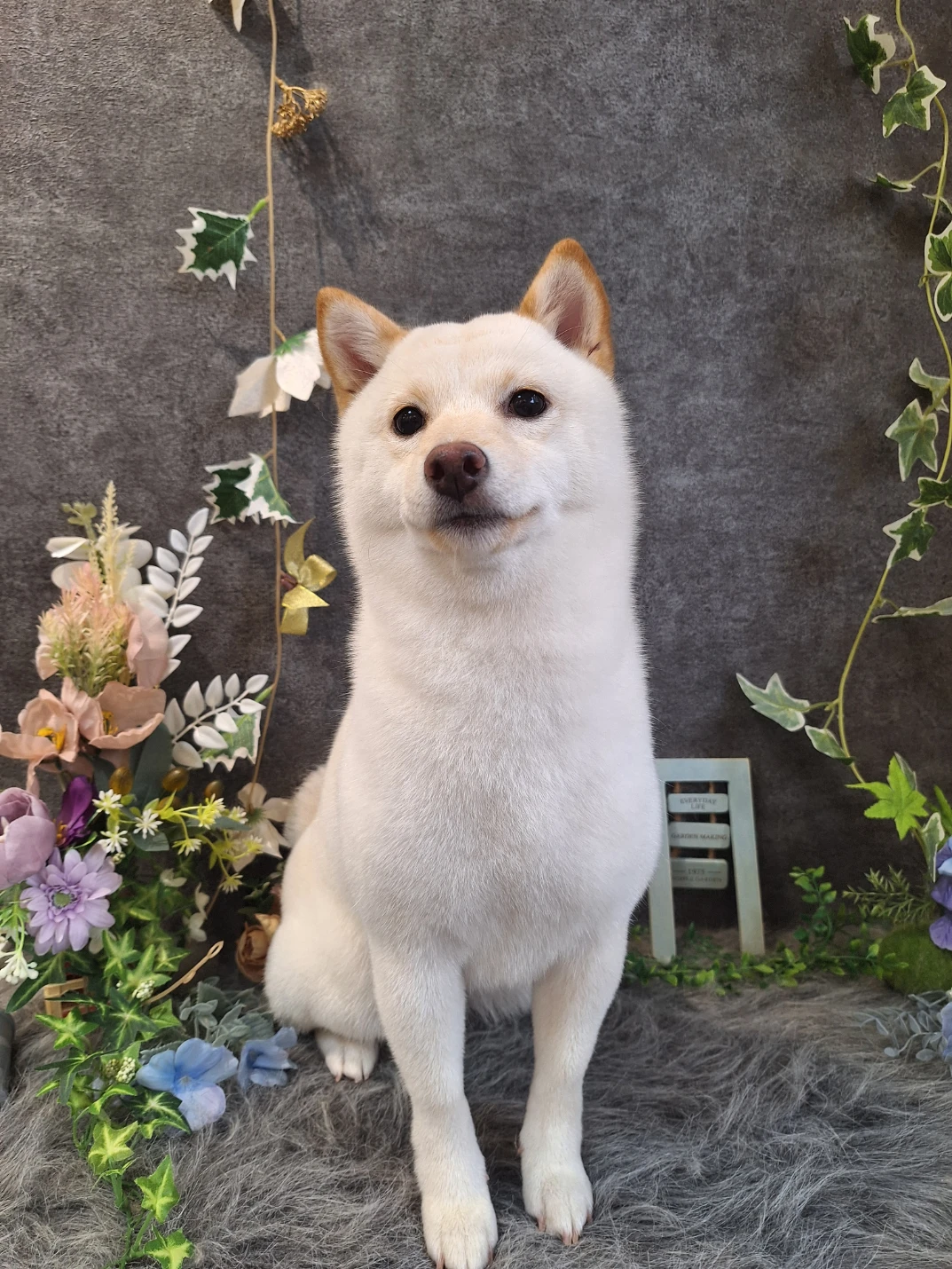 柴犬｜北屯區中型犬美容推薦｜台中中型犬美容推薦
