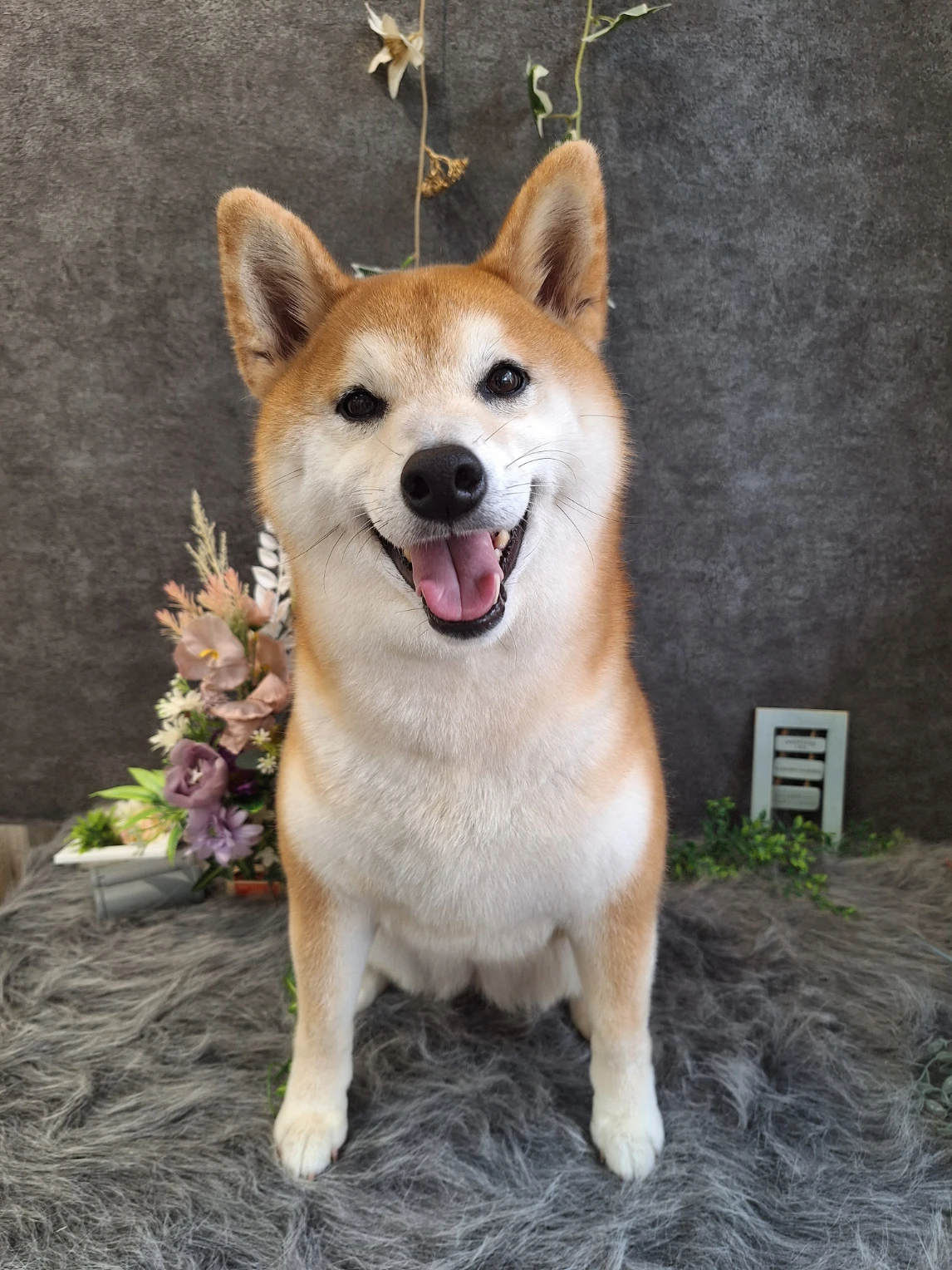 柴犬｜北屯區中型犬美容推薦｜台中中型犬美容推薦