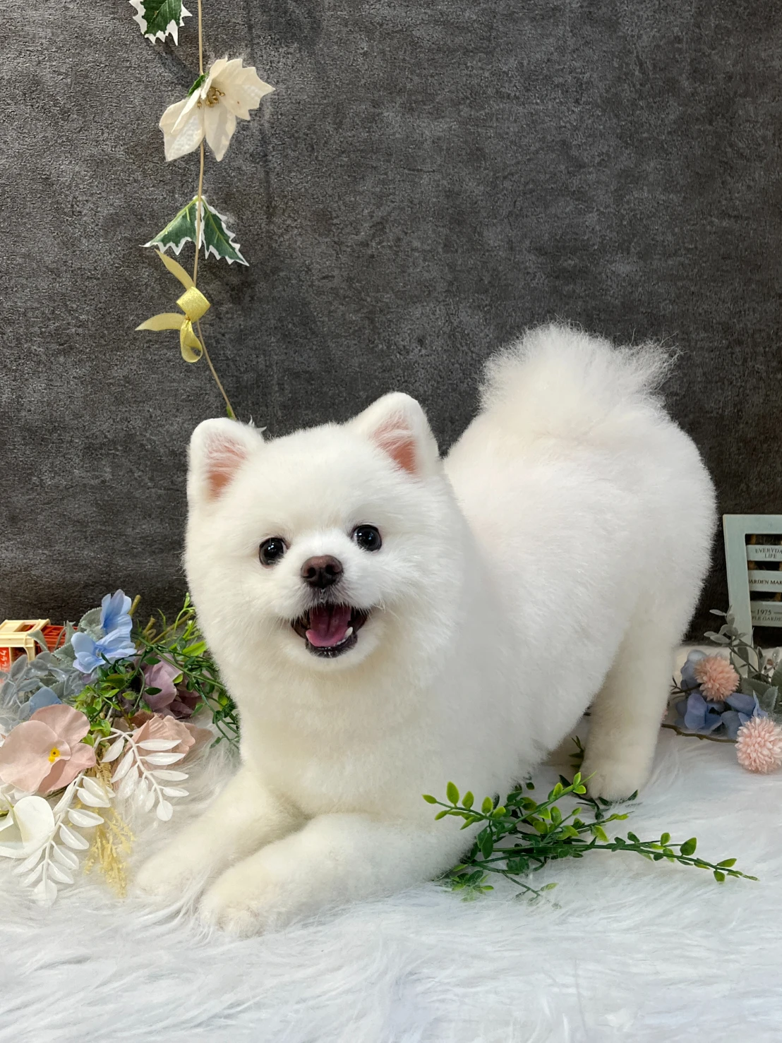 博美｜北屯區小型犬美容推薦｜台中小型犬美容推薦