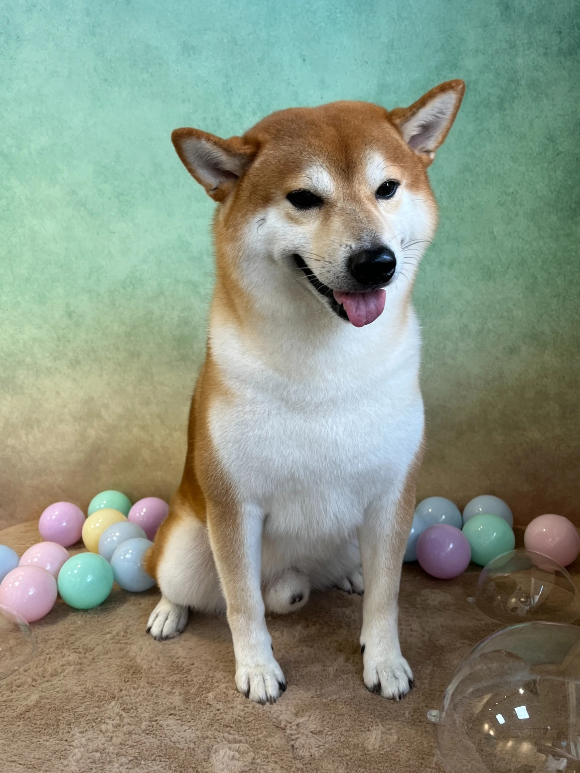 狗狗美容多久一次？長毛犬、短毛犬與換毛期整理方式解析