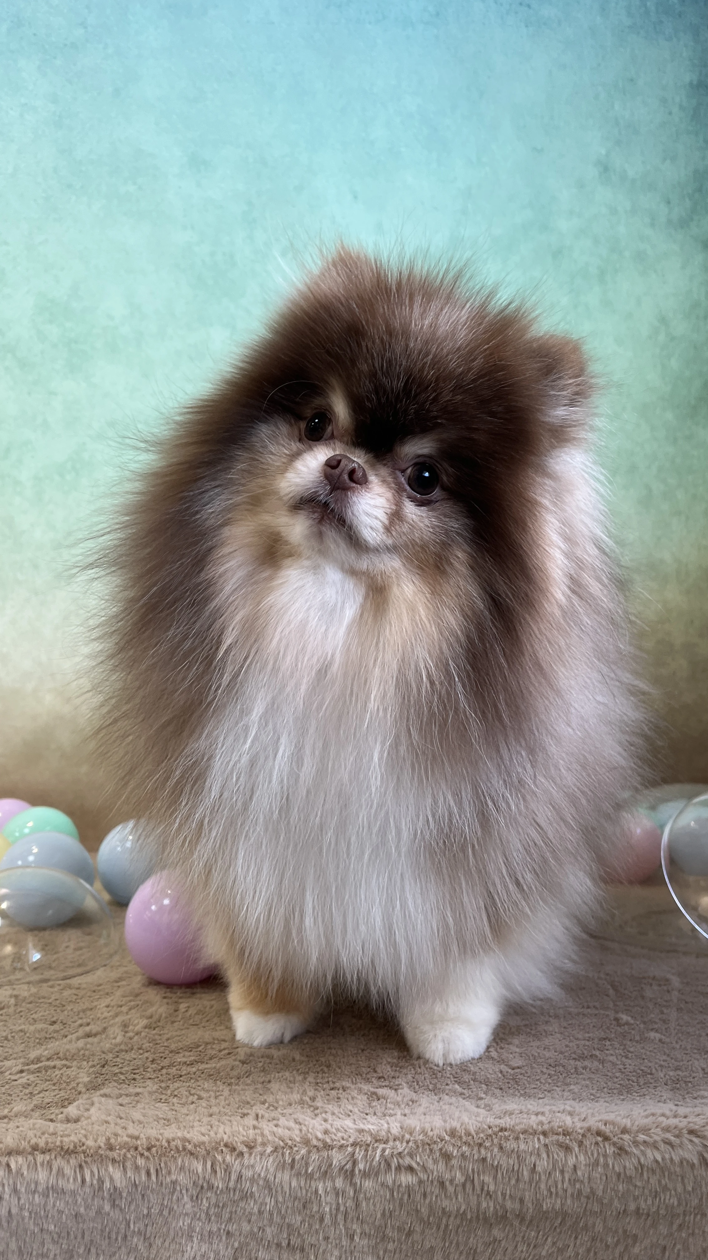 台中寵物安親是什麼？上班族如何評估狗狗日間照護需求