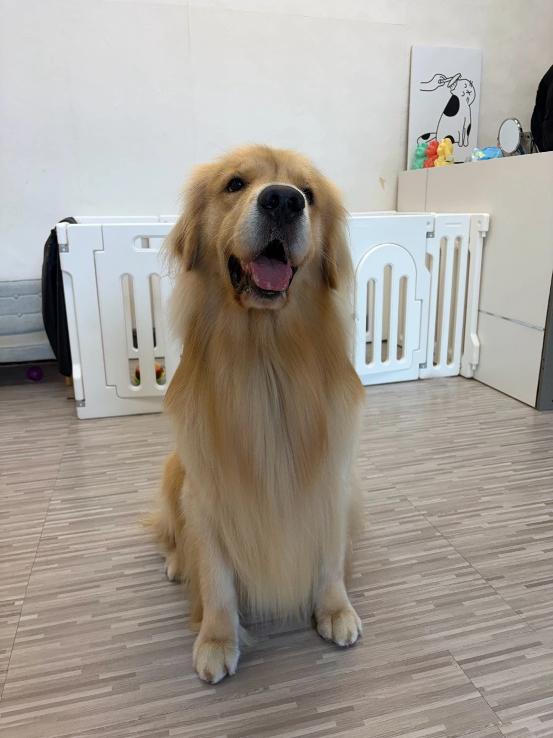 長毛犬怎麼照顧？ ｜台北寵物美容｜板橋寵物美容｜樹林寵物美容