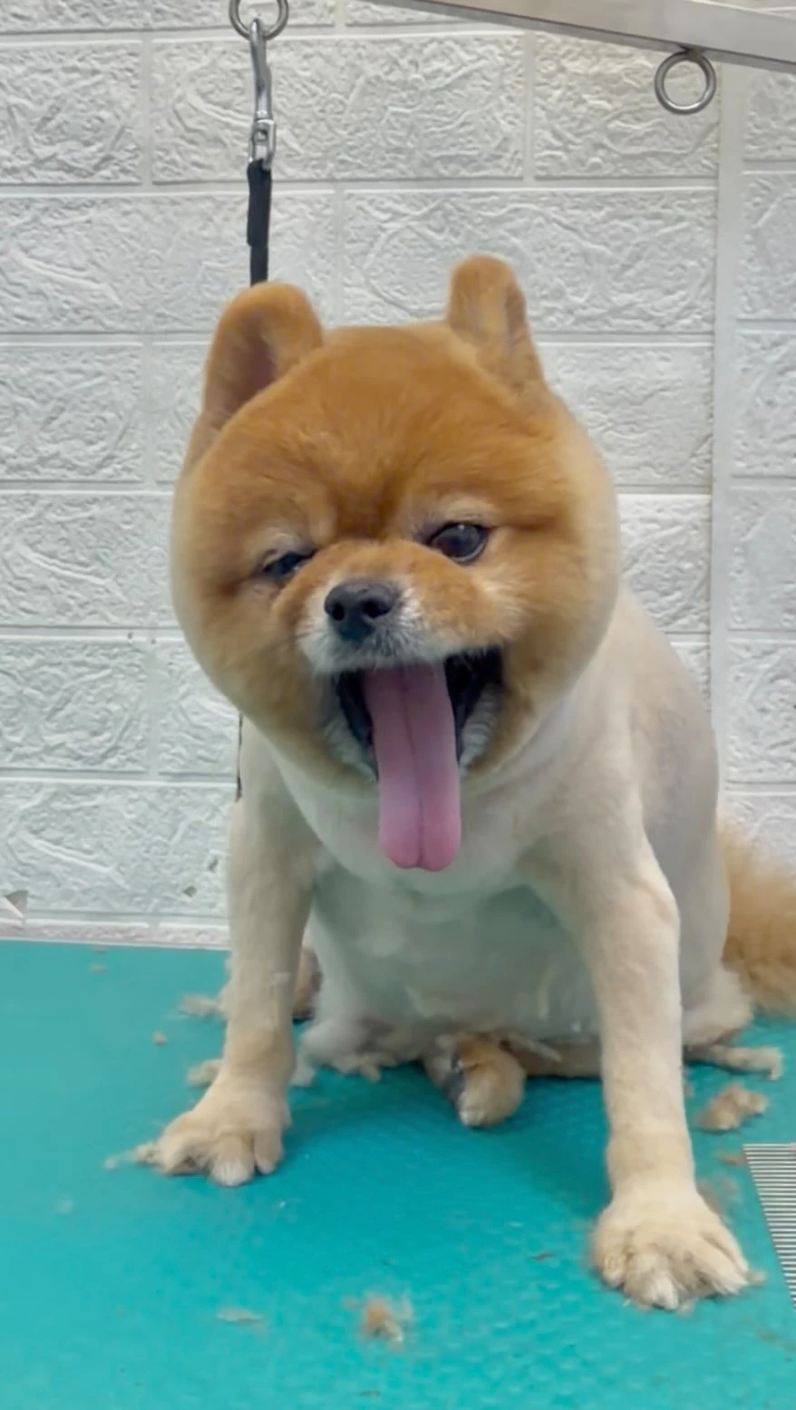 跟著美容師視角來看博美美容