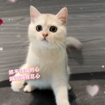 渣貓語錄：抓不住我的心 就別說我花心