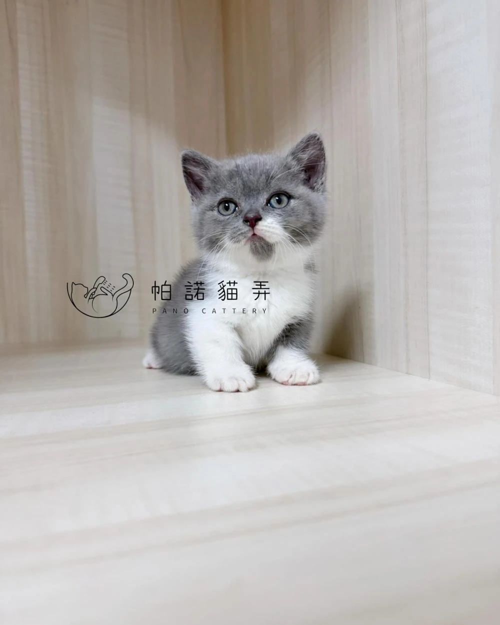 曼赤肯短腿貓小朋友