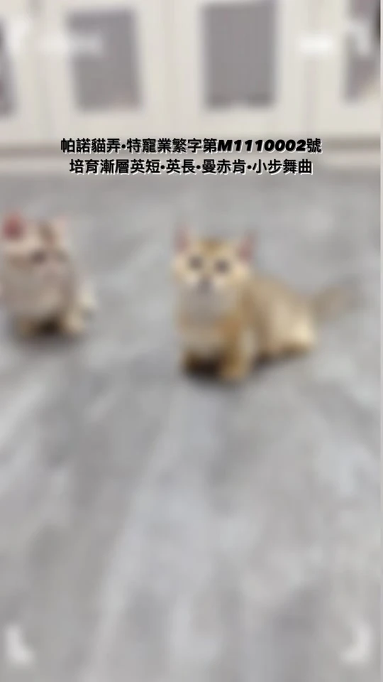 帕諾漸層矮腳貓 超低底盤
