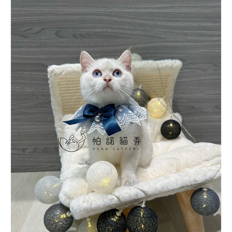金漸層重點色英國短毛貓NY1133 迪迪 還在蹲鏟屎官
