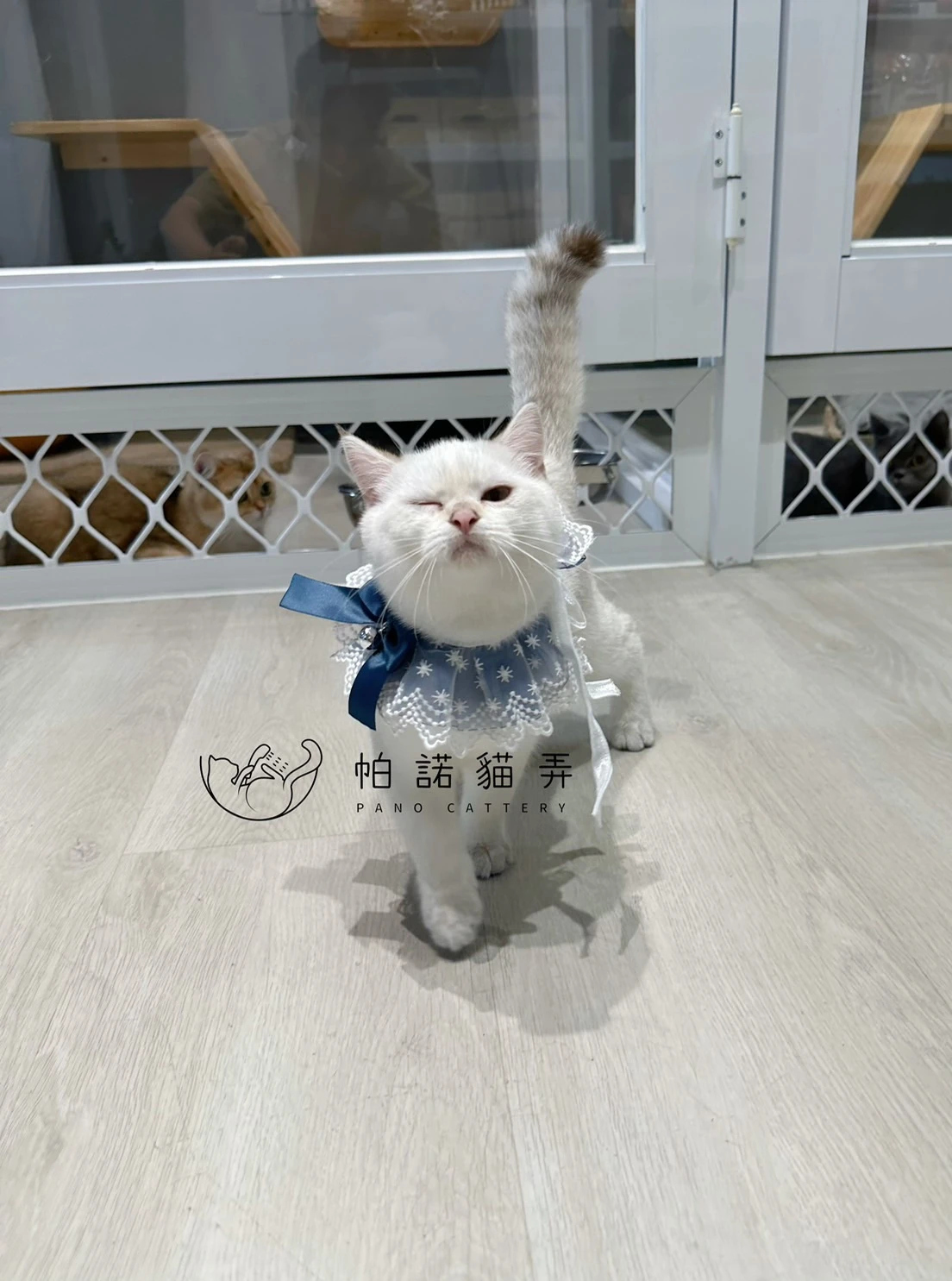 金漸層重點色英國短毛貓NY1133 迪迪 還在蹲鏟屎官