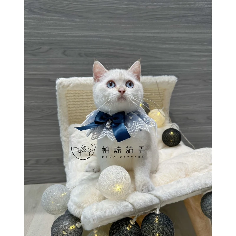 金漸層重點色英國短毛貓NY1133 迪迪 還在蹲鏟屎官