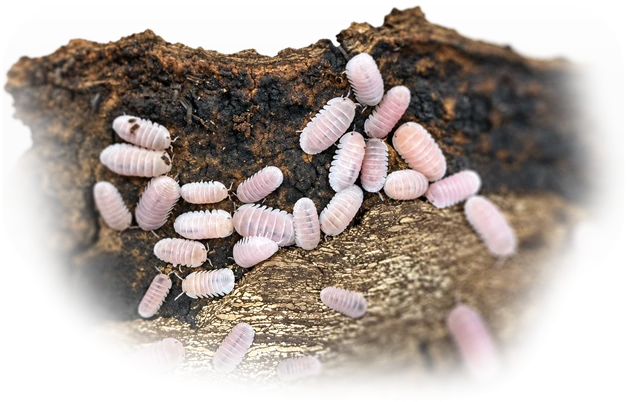 鼠婦是什麼寵物？｜鼠婦品種介紹／臺南市鼠婦品種介紹／安平區鼠婦品種介紹