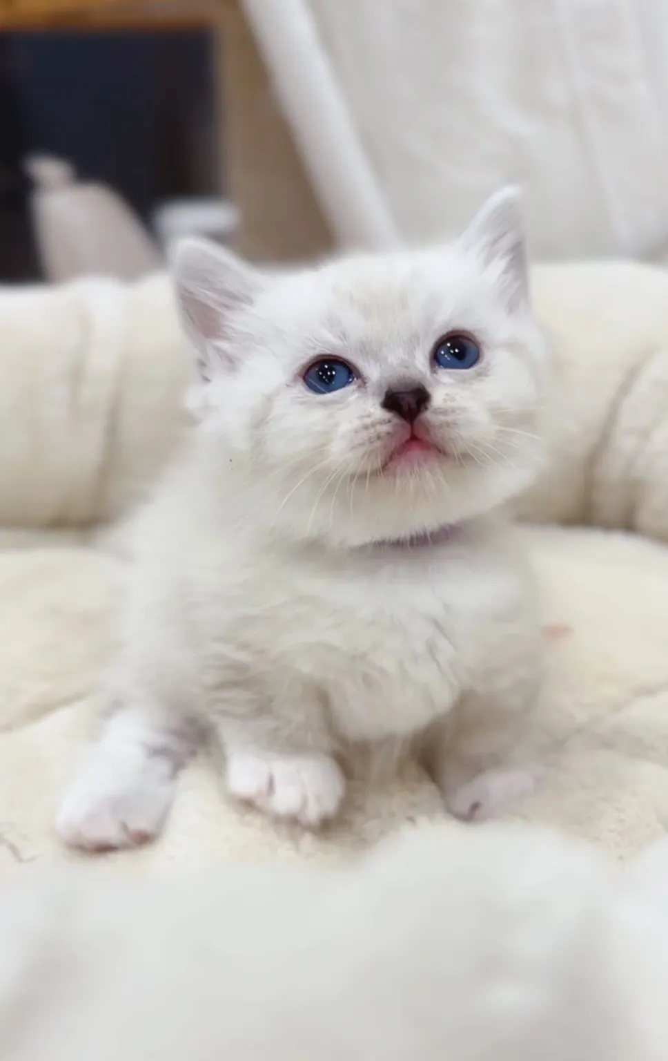 重點曼赤肯弟(已預定)