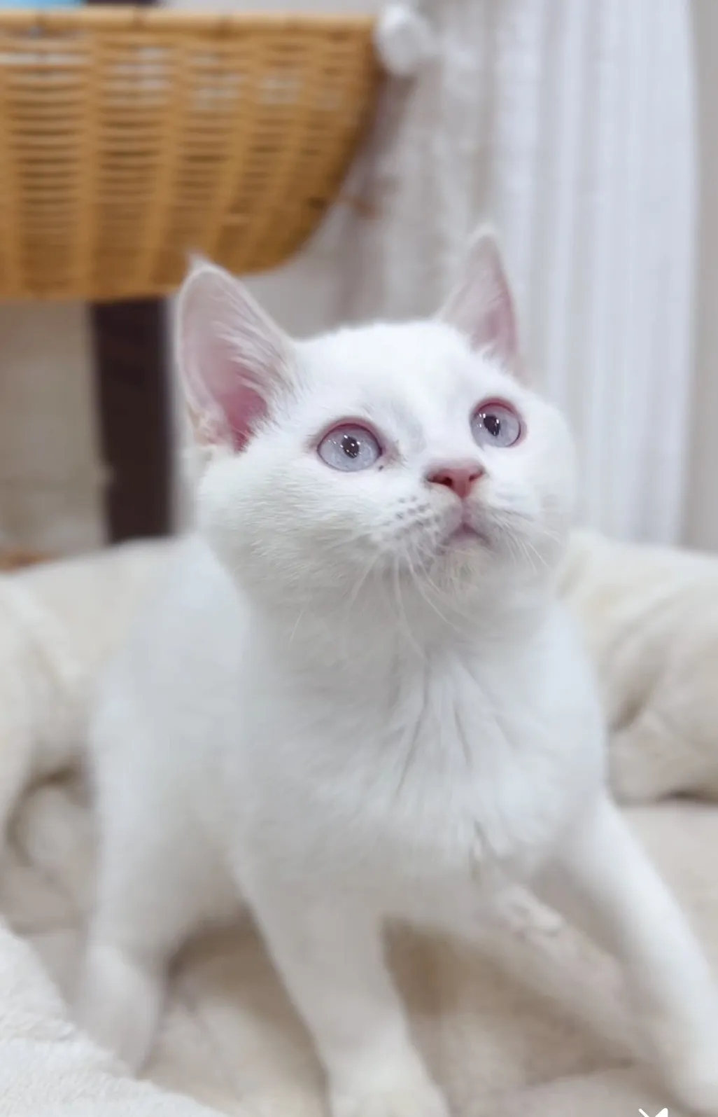 奶油端子英短弟