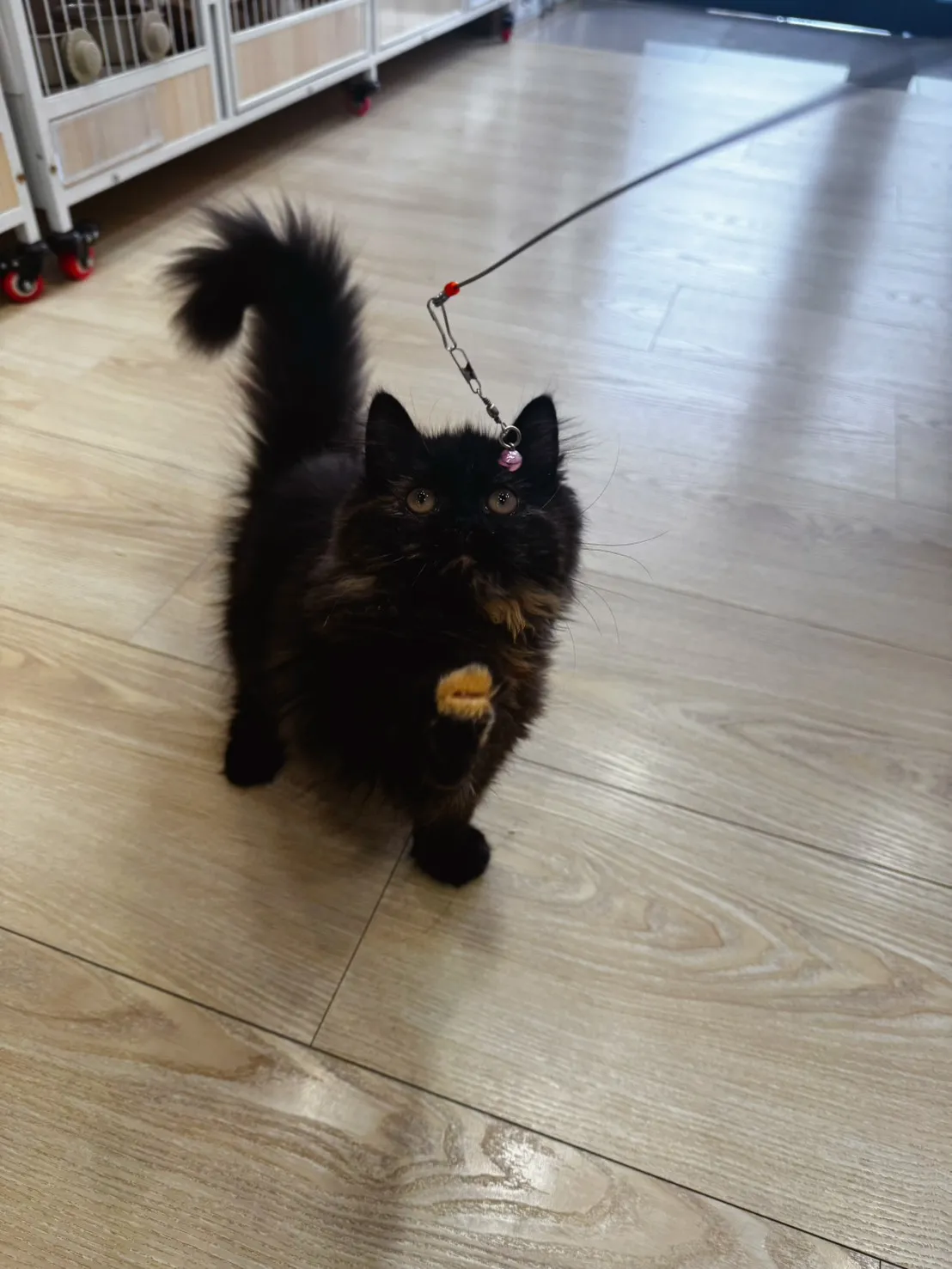 玳瑁英長妹(已預定)