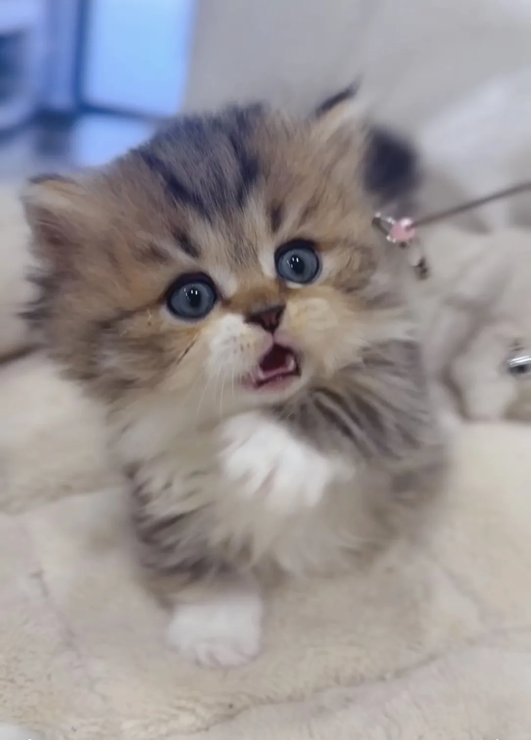 黑金加白小步舞曲