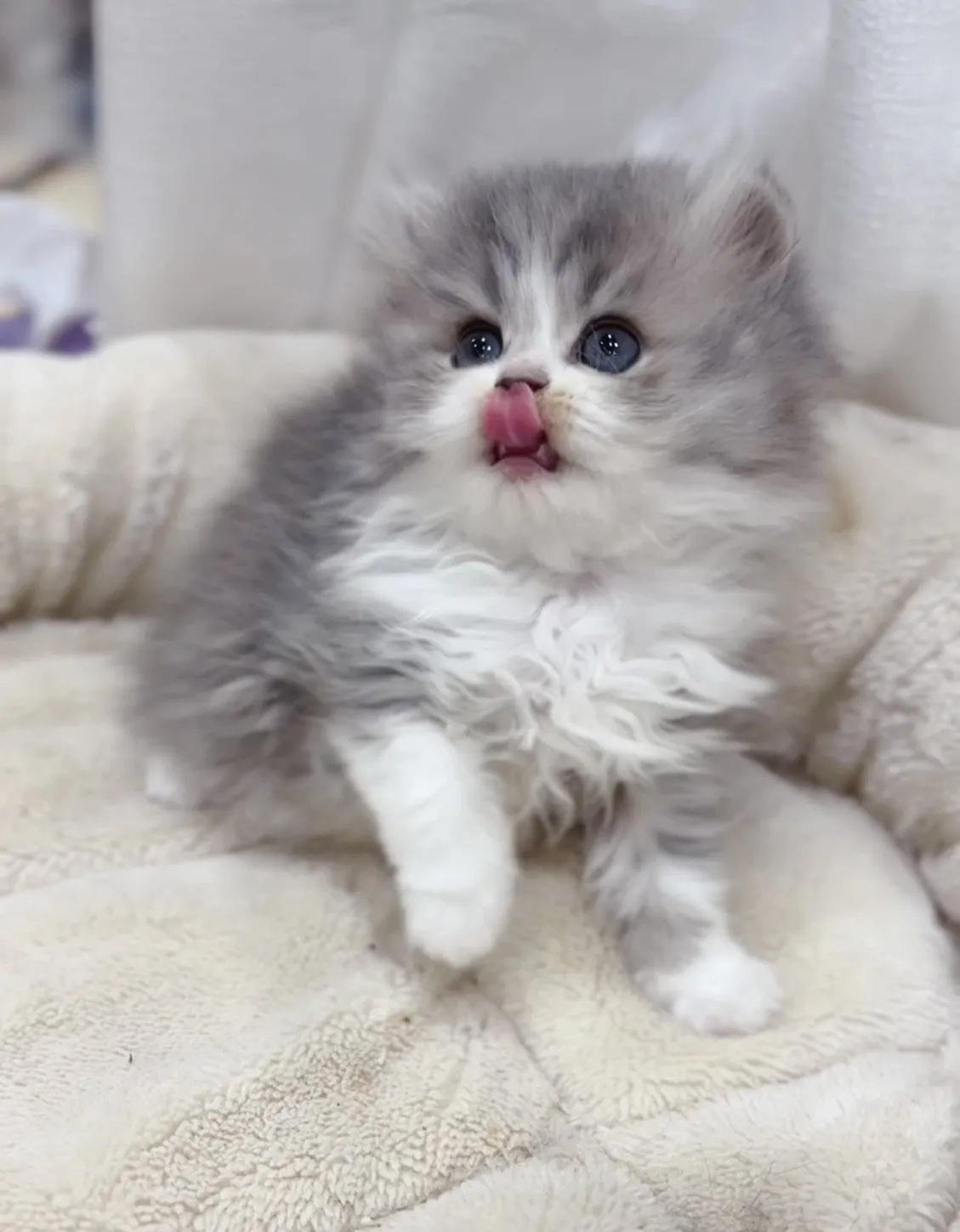 藍金加白英長妹