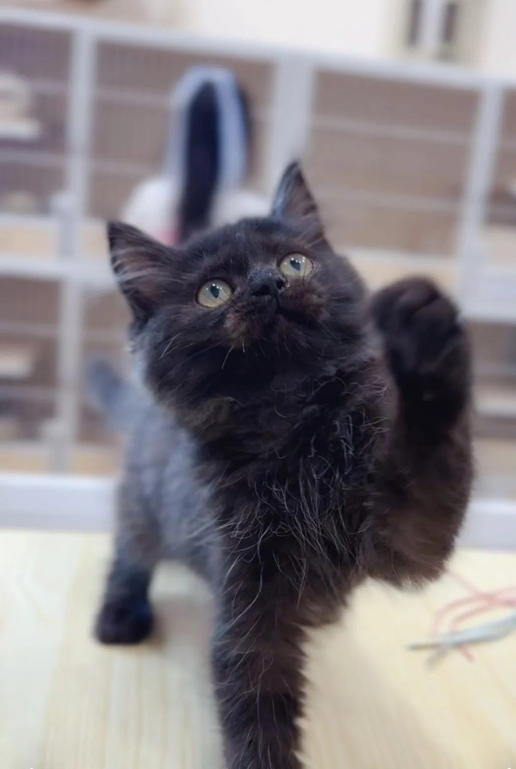 煙燻英長弟弟(已預定)