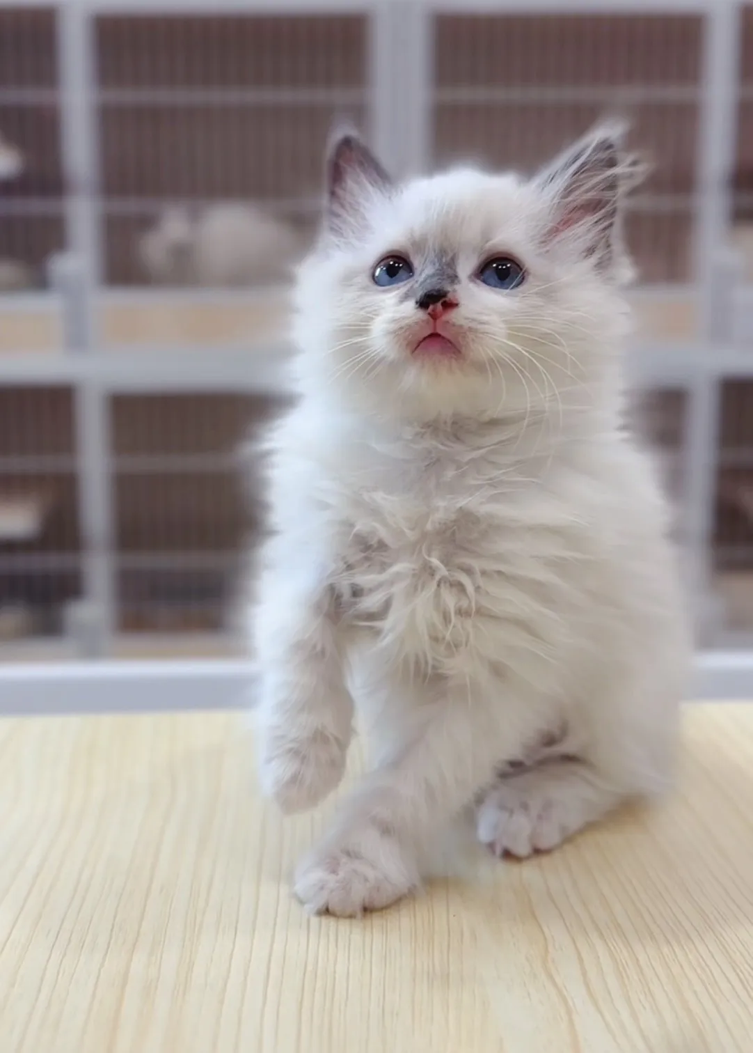 藍雙弟弟(已預定)