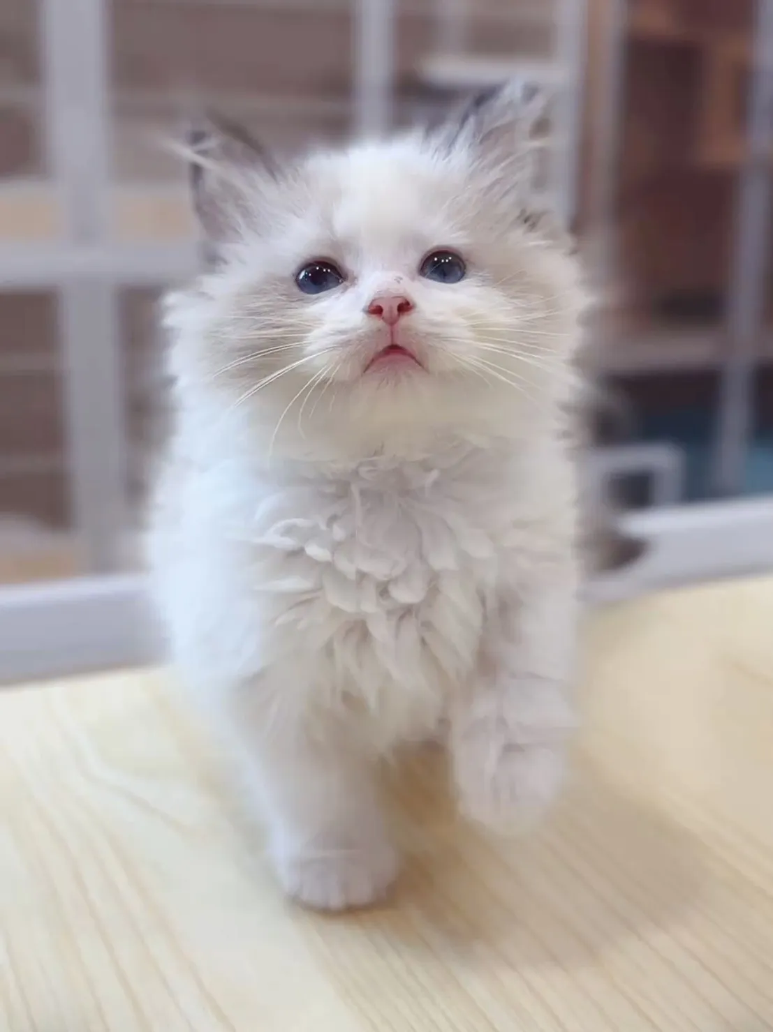 正開海雙布偶妹妹