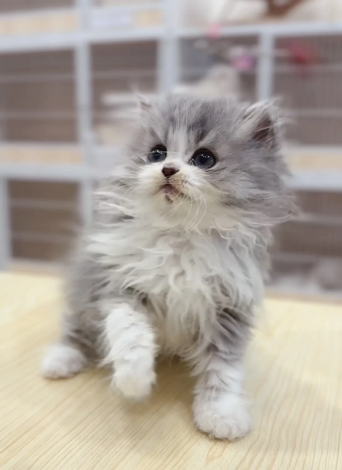 藍金加白英長妹