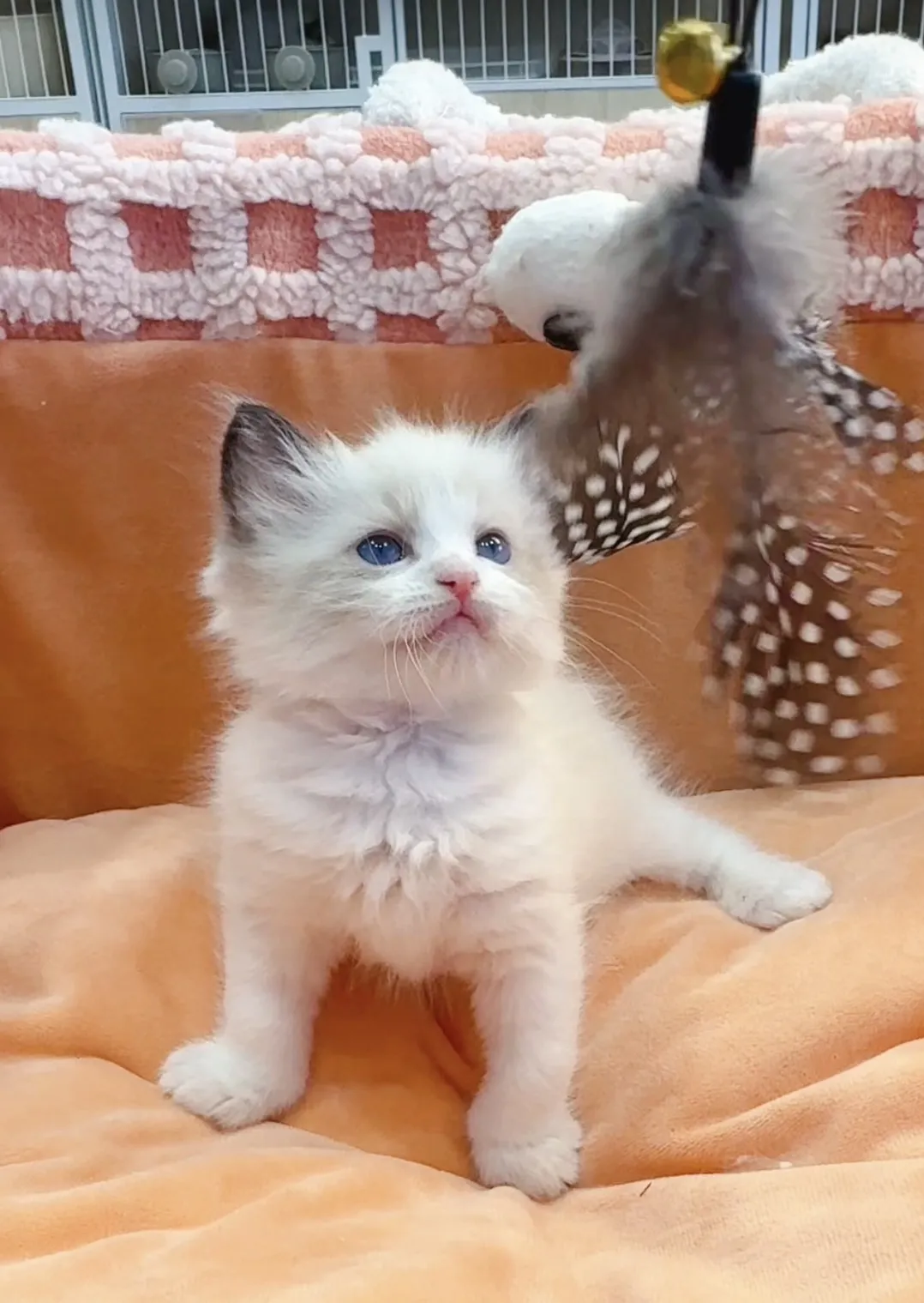 正開海雙布偶弟弟