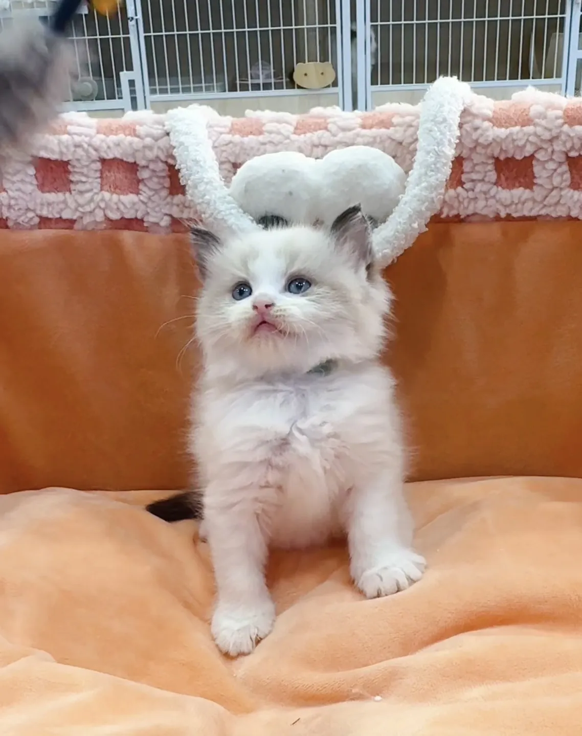 正開海雙布偶弟弟