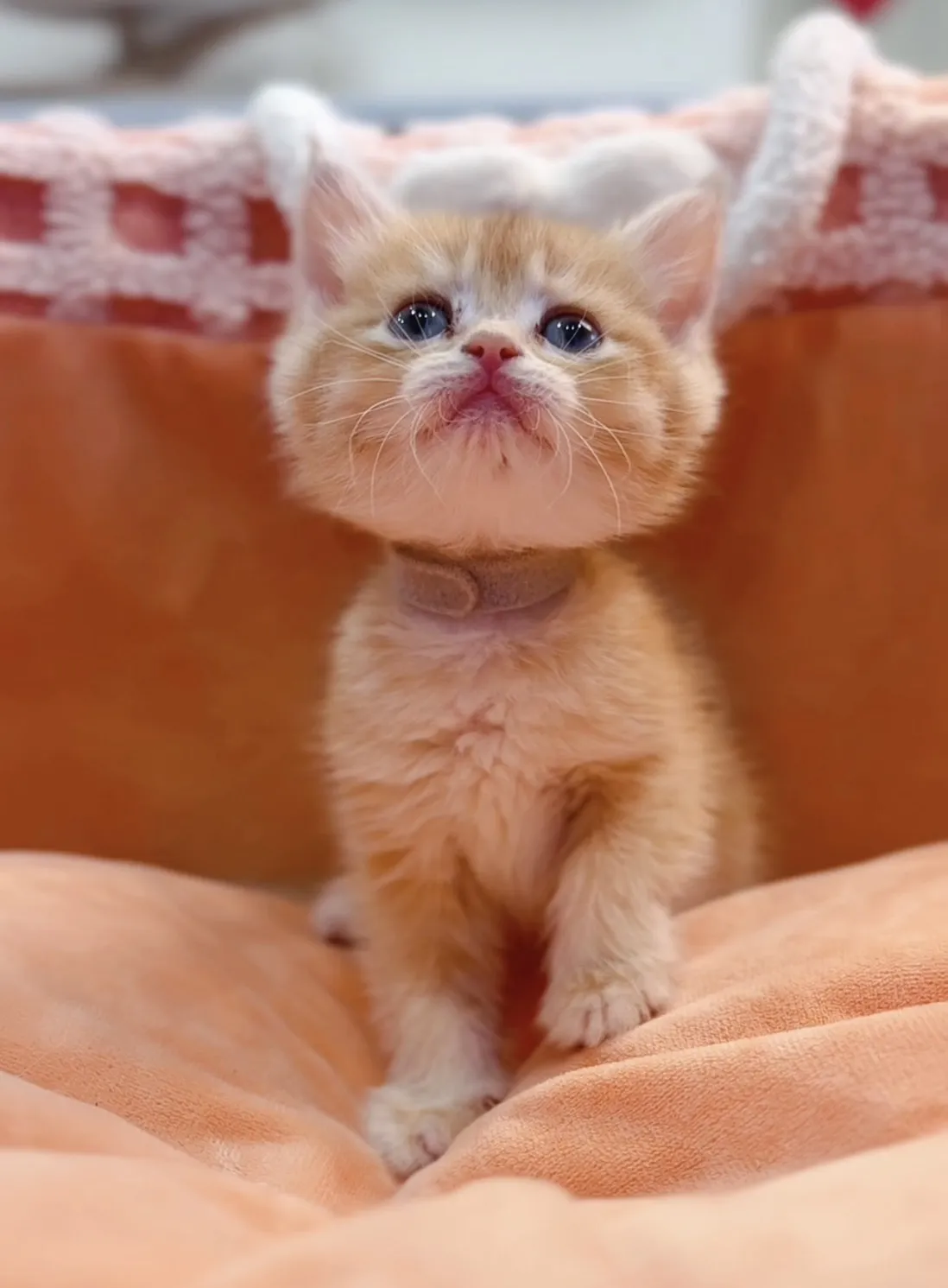 金漸層短毛弟/妹