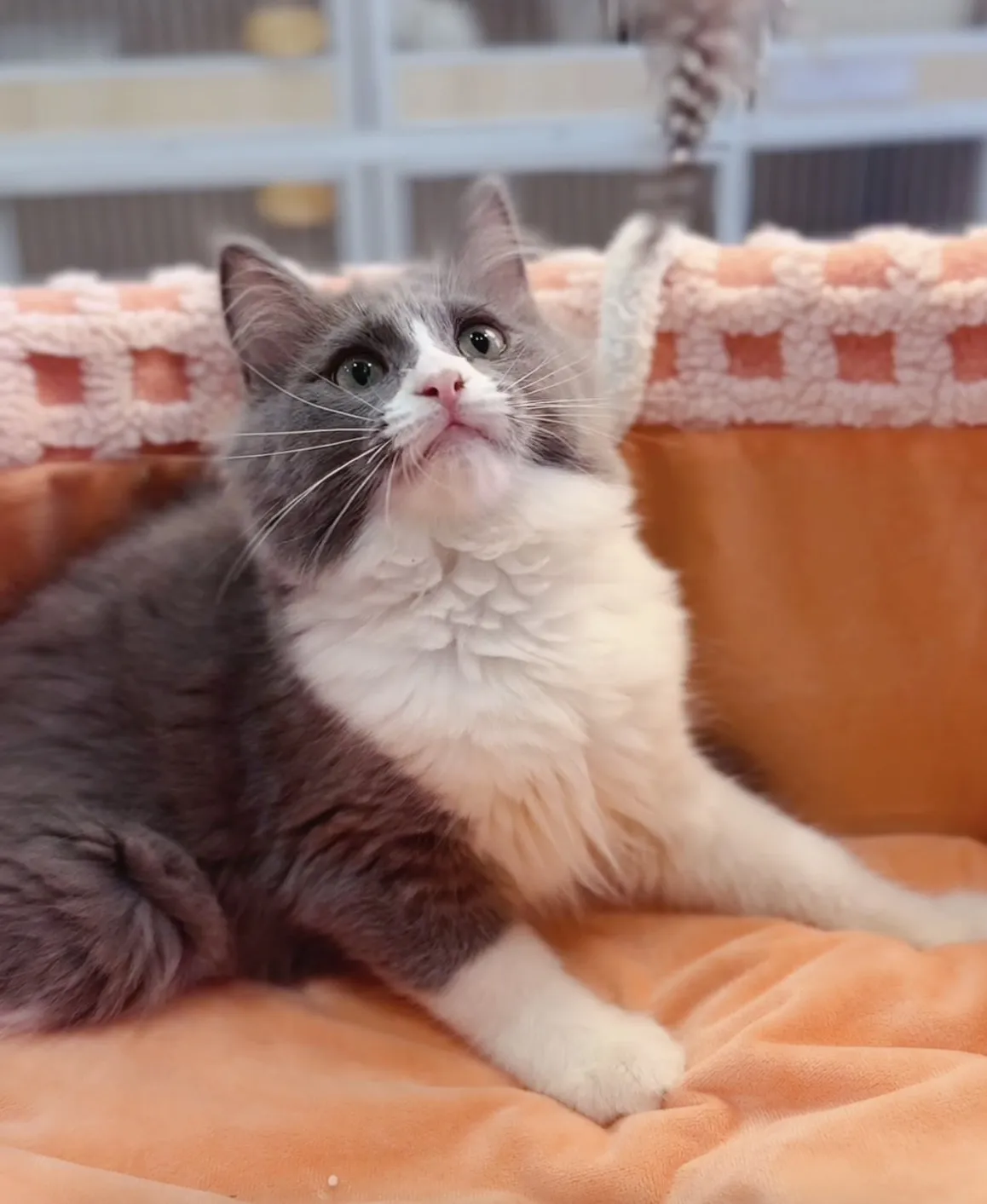 藍白賓士英短弟弟