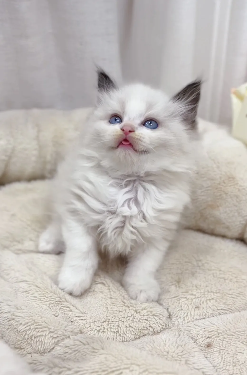 正開海雙布偶弟弟(已預定)