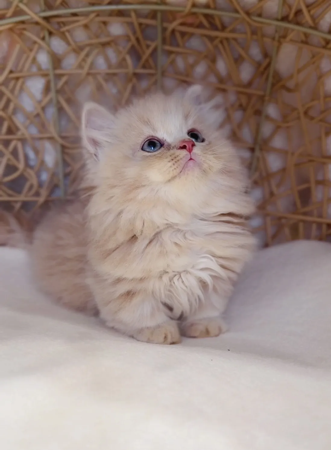 奶油小步舞曲弟弟