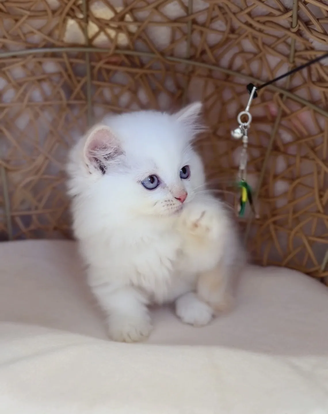 奶油端子小步舞曲弟弟