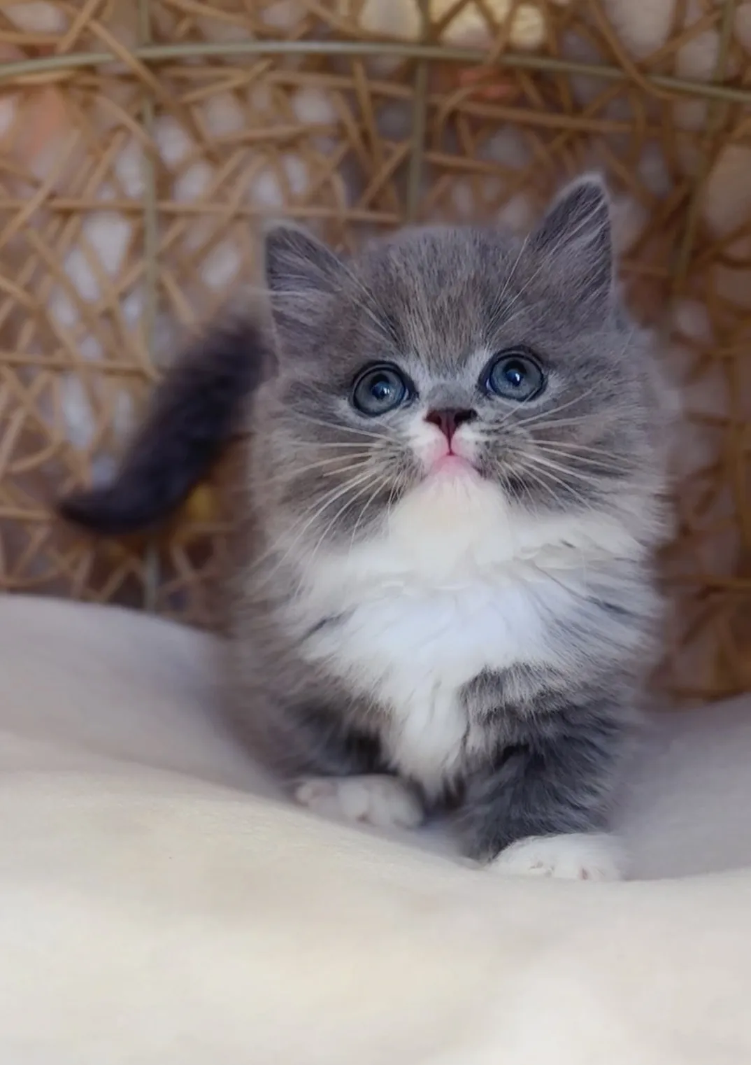 藍白小步舞曲弟弟(已預定)