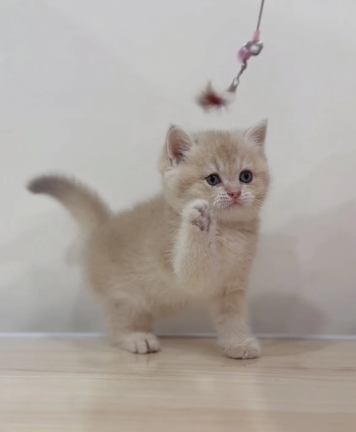 焦糖藍金英短弟弟