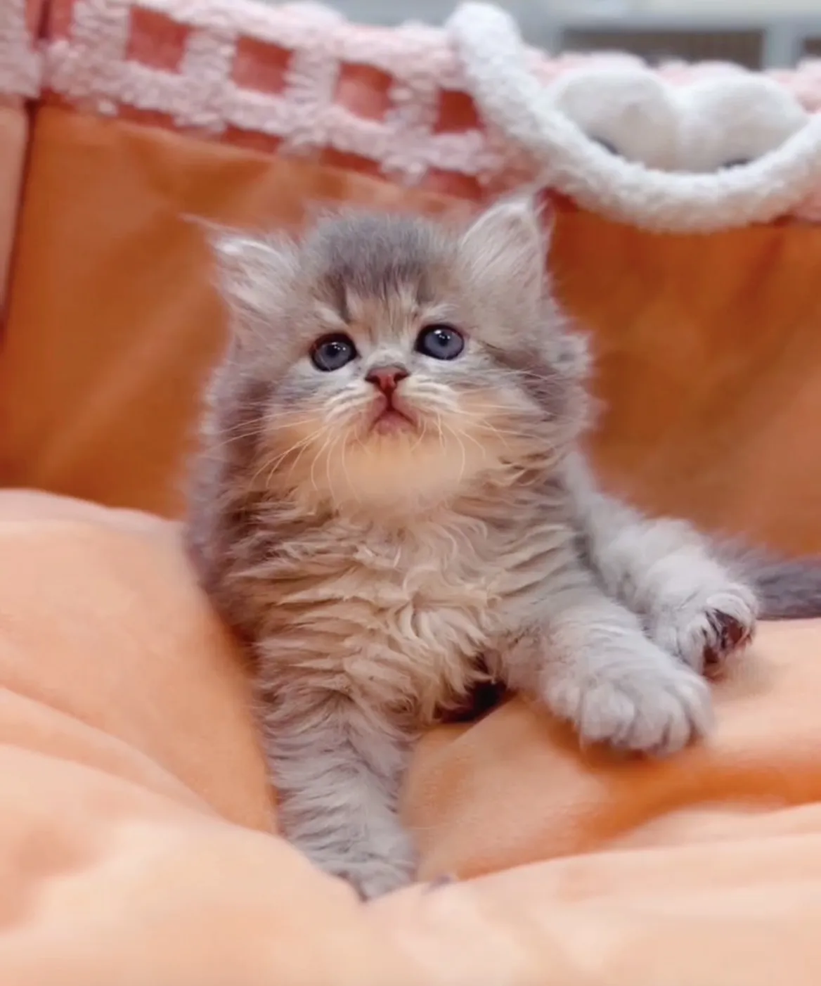 藍金漸層長毛妹