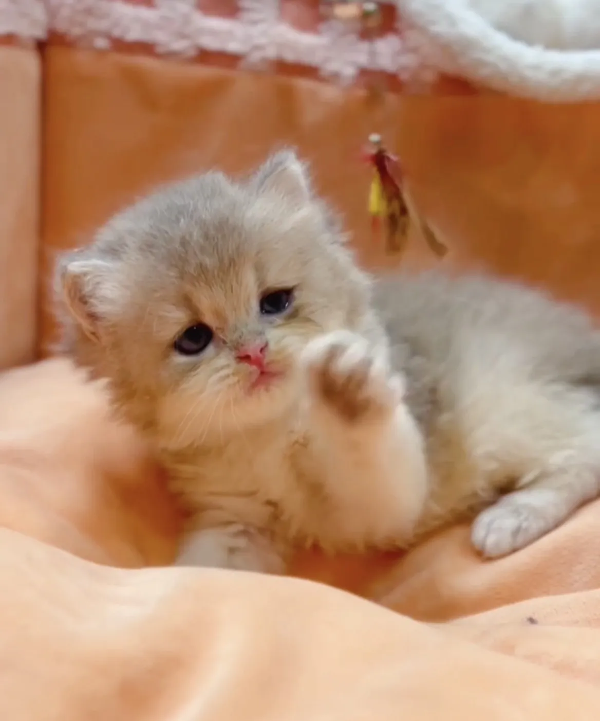 藍金漸層長毛弟