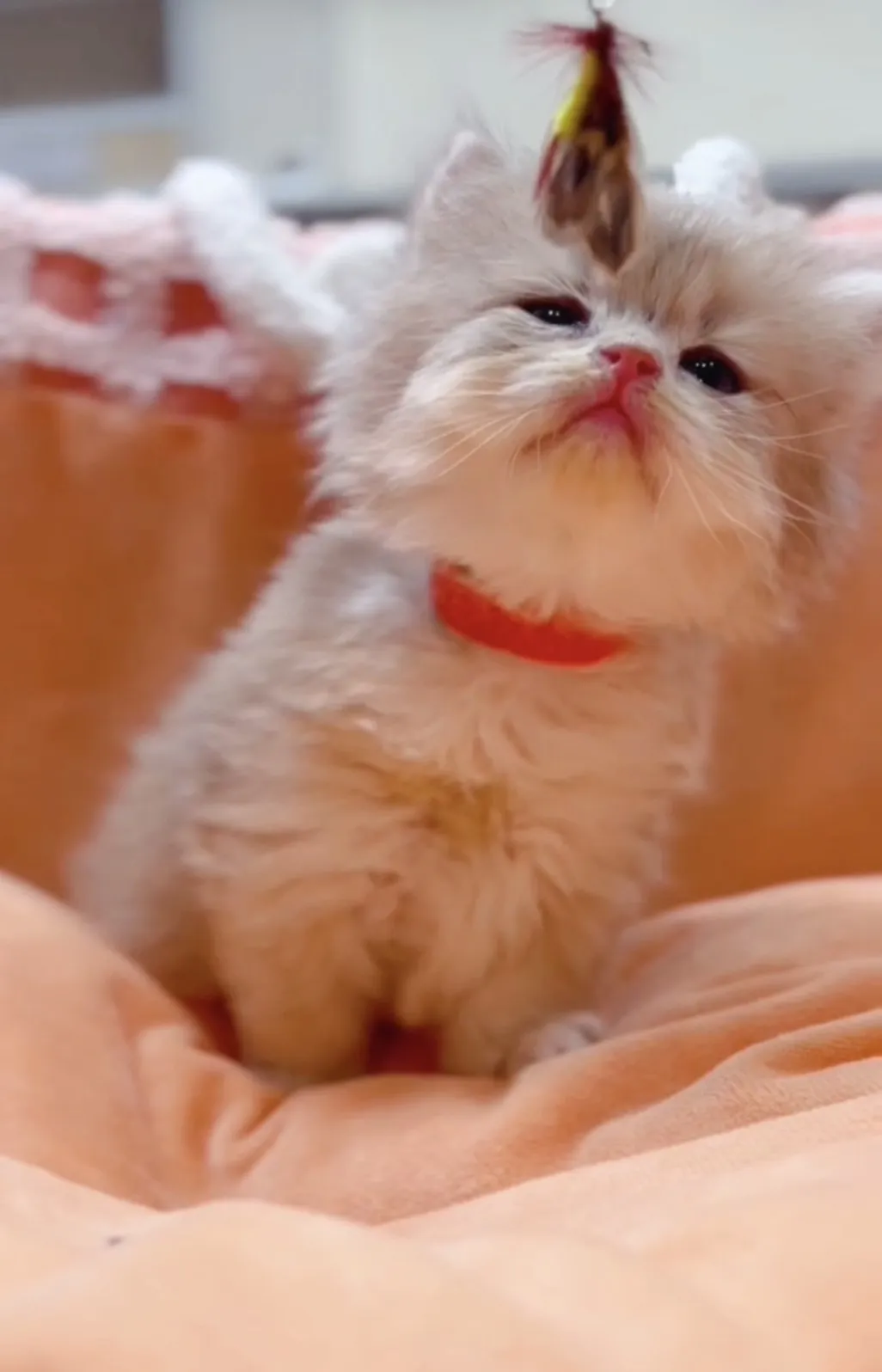 藍金漸層長毛弟(已預定)