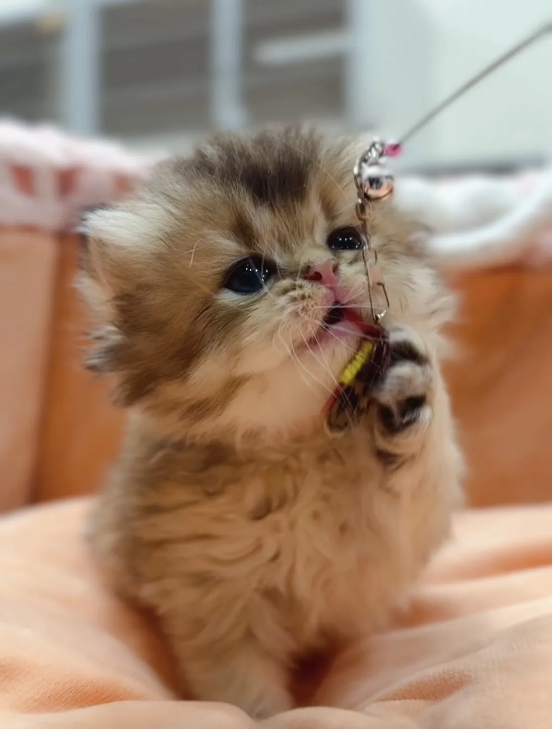 黑金漸層長毛妹