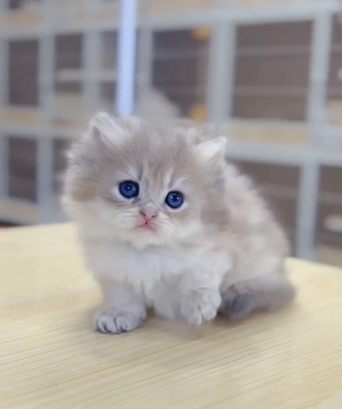 藍金漸層長毛妹