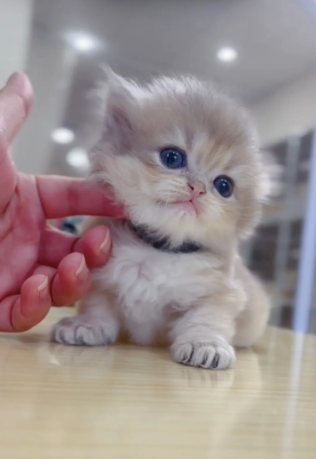 藍金漸層長毛弟