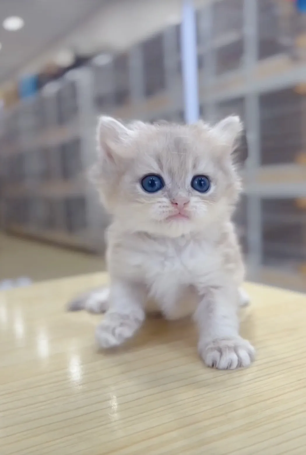 藍金漸層長毛妹